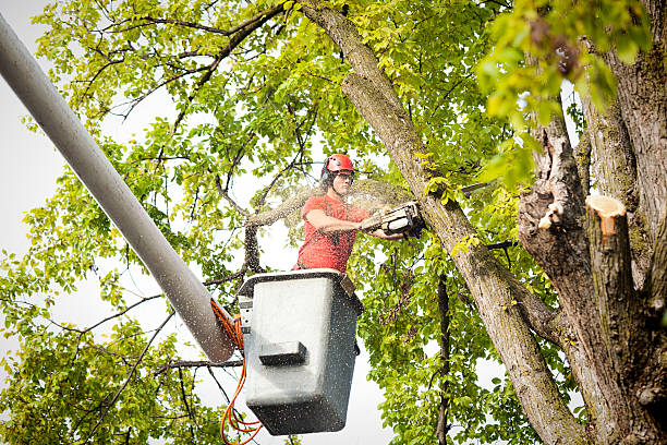 How Our Tree Care Process Works  in  Bassett, VA