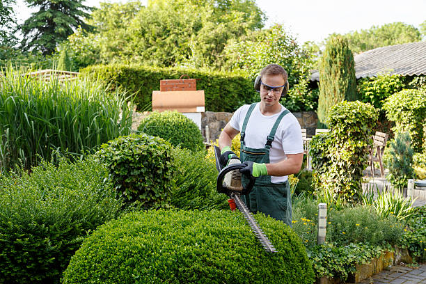 Professional Tree Removal Services in Bassett, VA